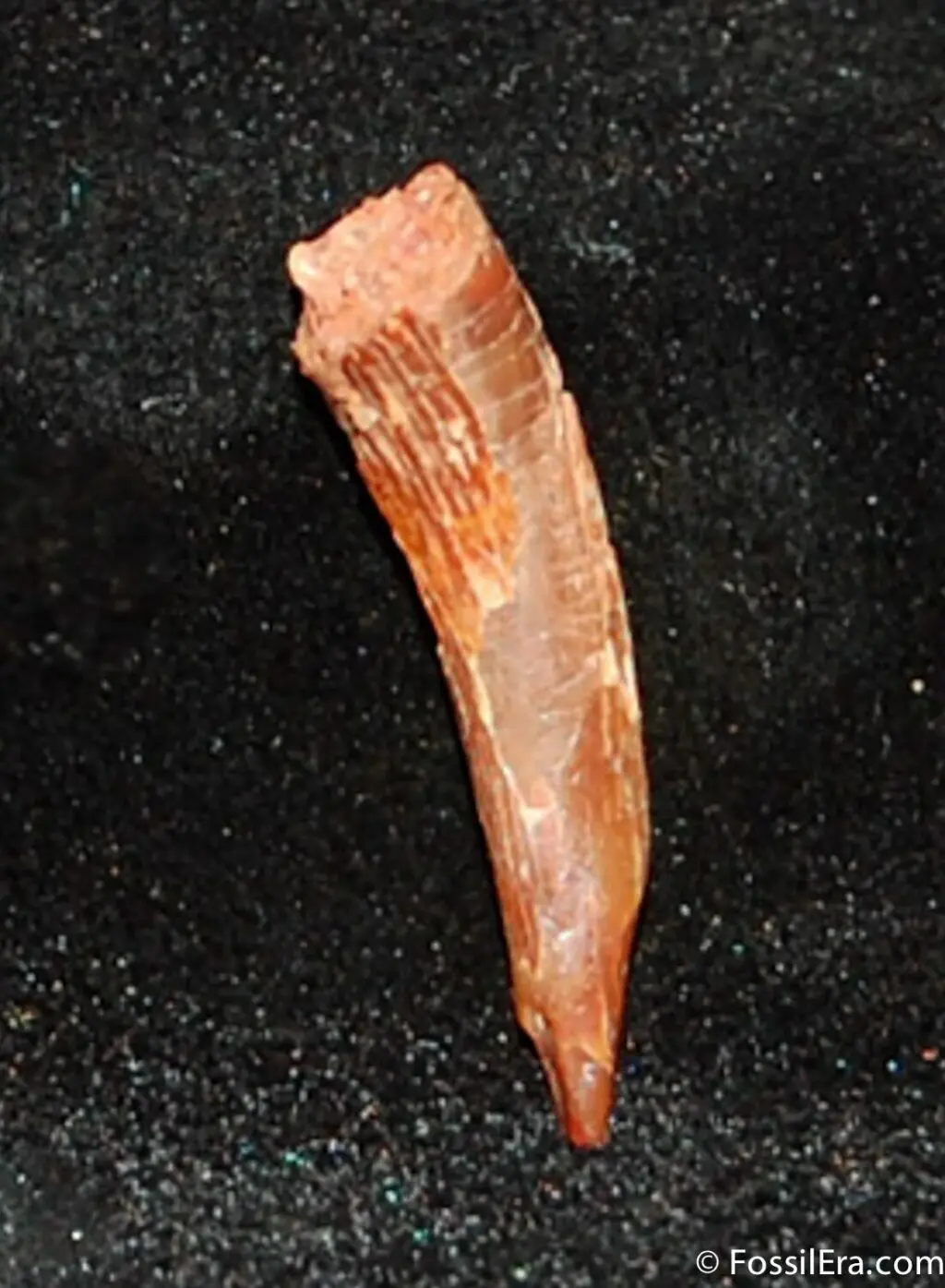 anhanguera