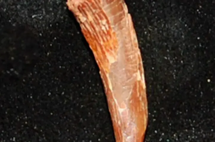 anhanguera