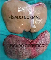 f gado