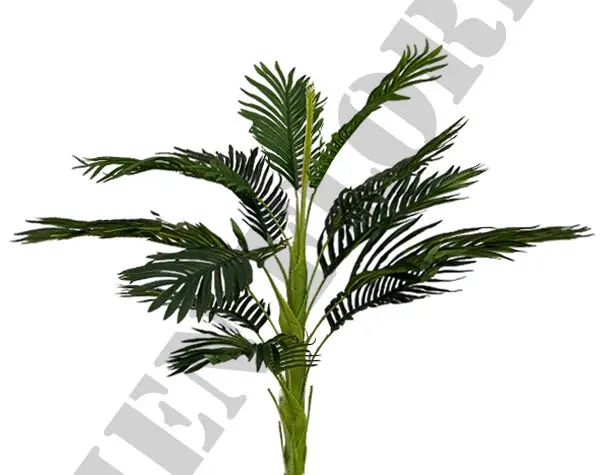 palmeira