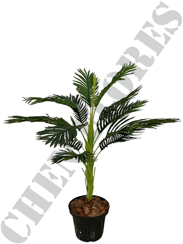 palmeira