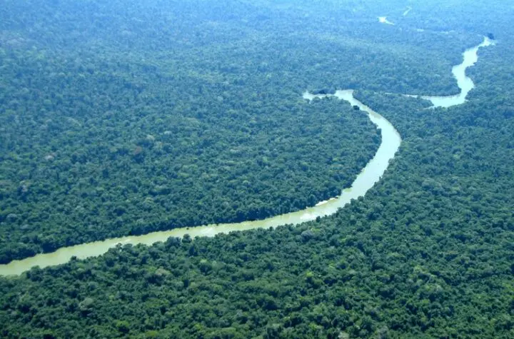fundo florestas tropicais para sempre