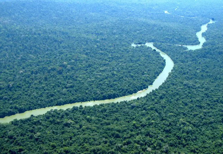 fundo florestas tropicais para sempre