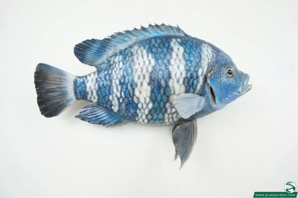 tilapia