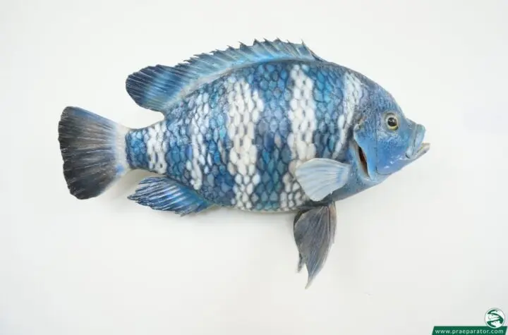 tilapia