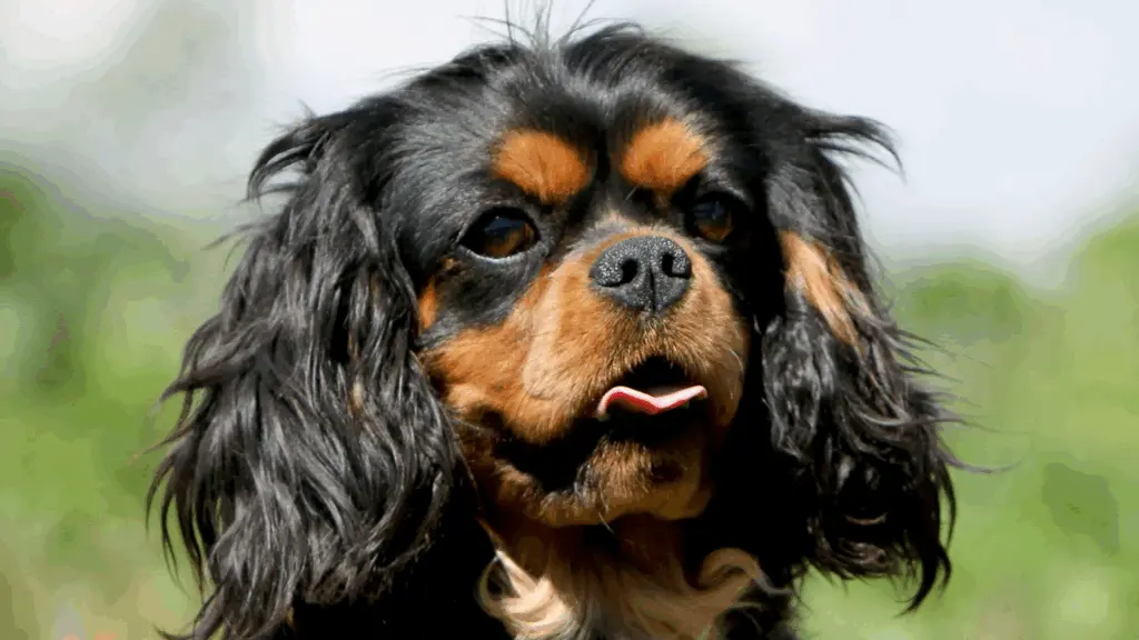 cavalier fc