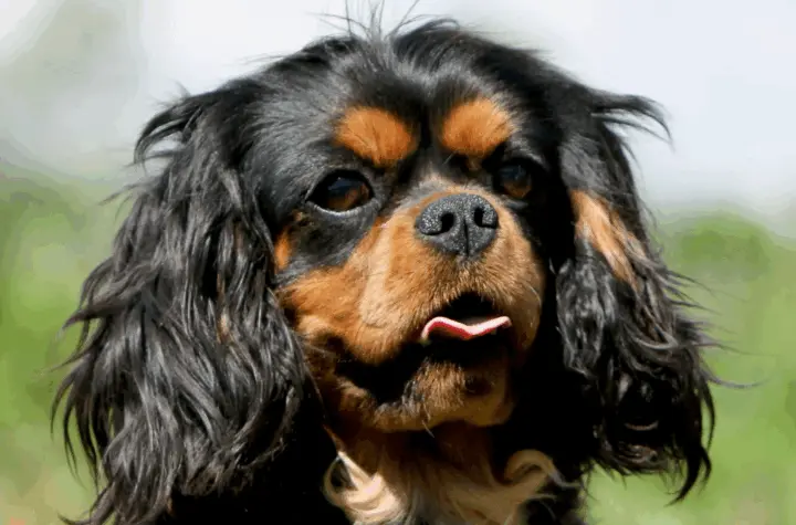 cavalier fc