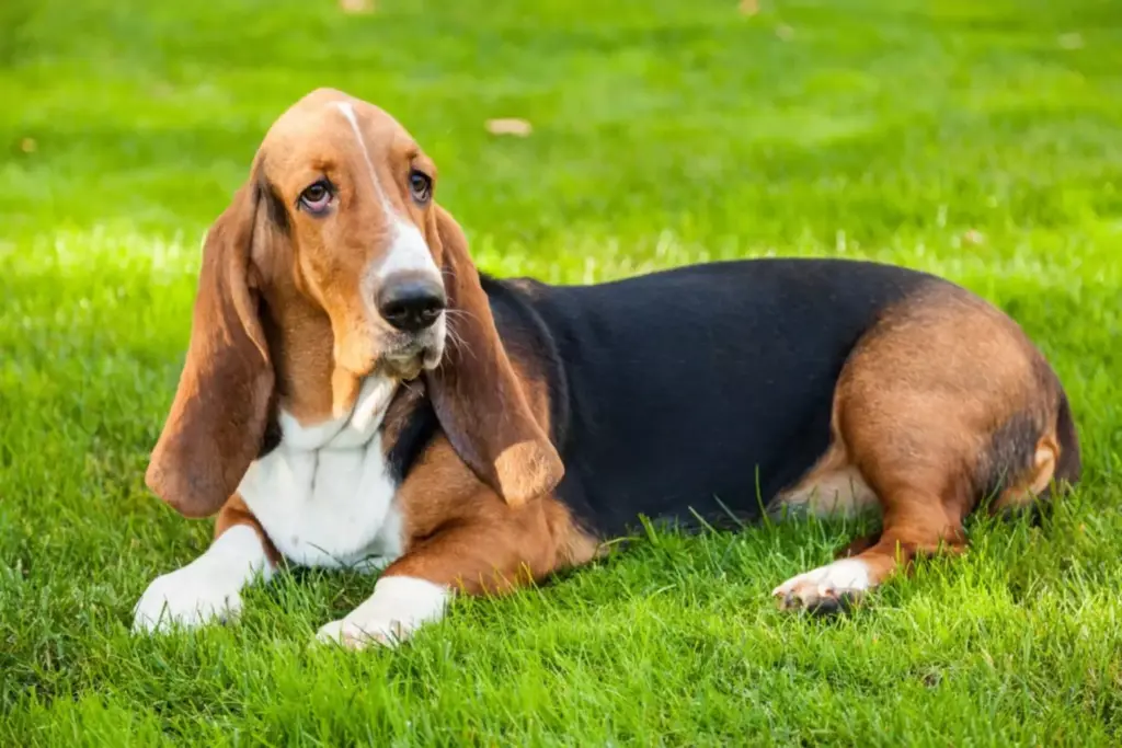 cachorro orelha fotos