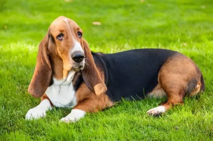cachorro orelha fotos