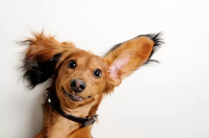 orelha cachorro morto