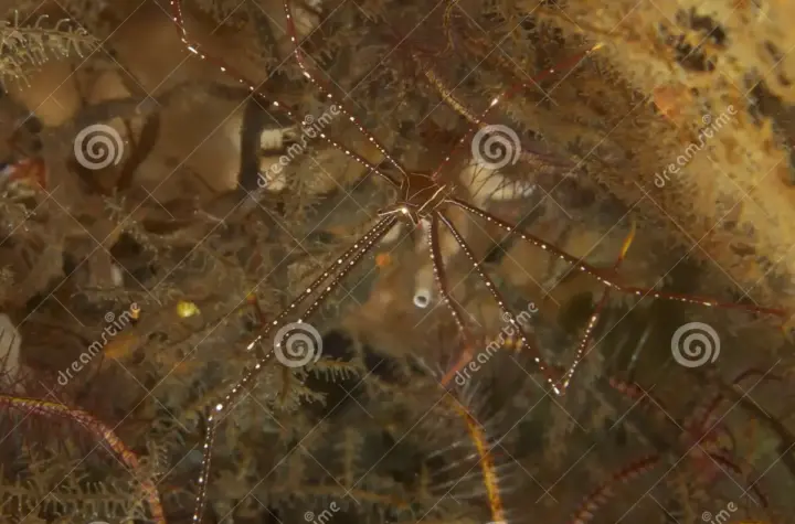 caranguejo do diabo