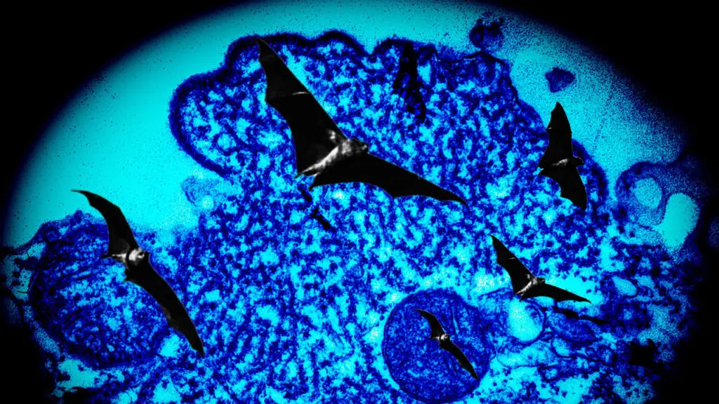 doenca nipah virus nipah