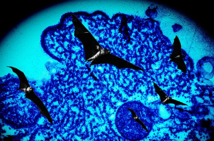 doenca nipah virus nipah