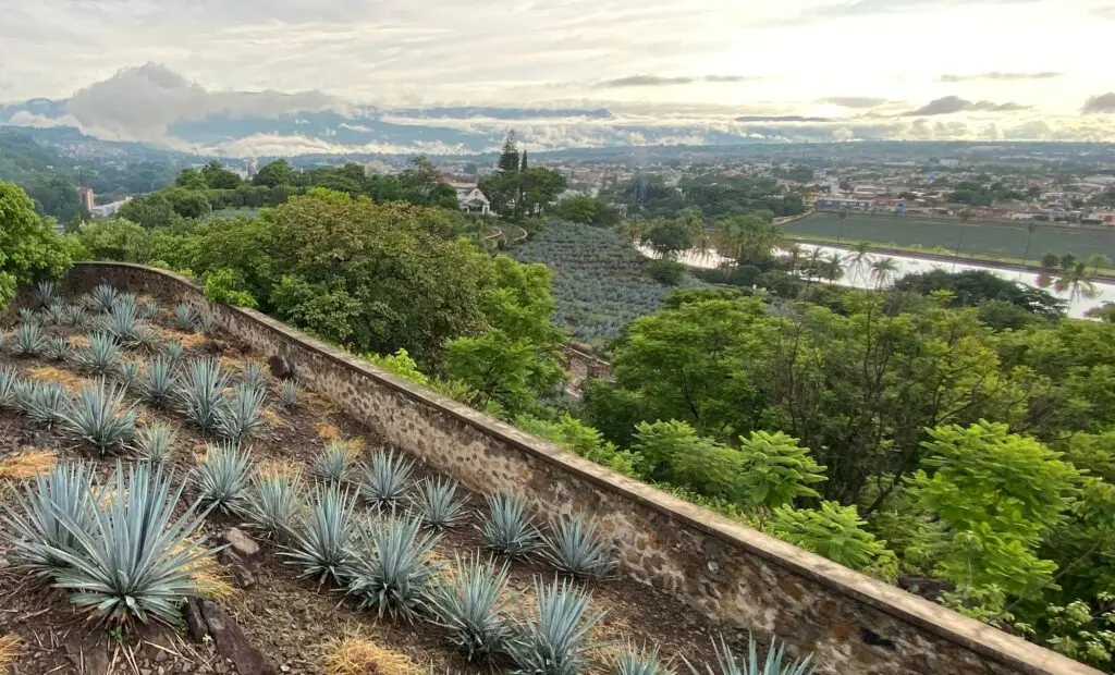fortaleza x floresta