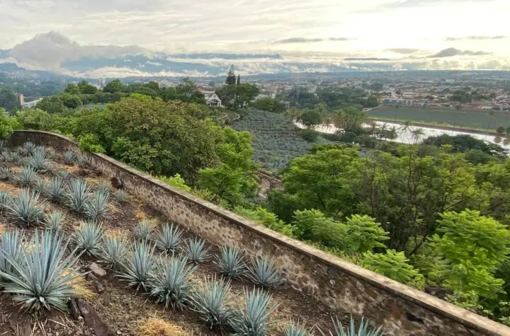 fortaleza x floresta