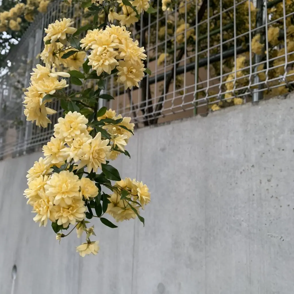 oggi