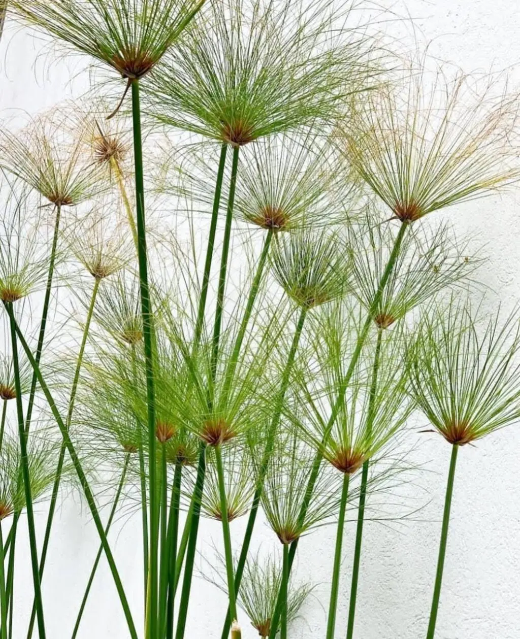 papiro egipcio
