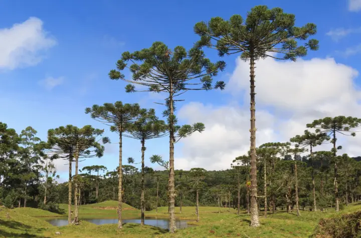 parana