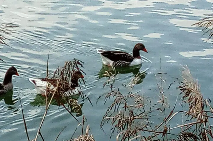 patos hoje