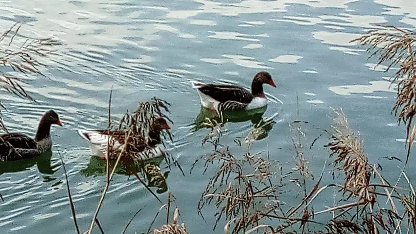 patos hoje