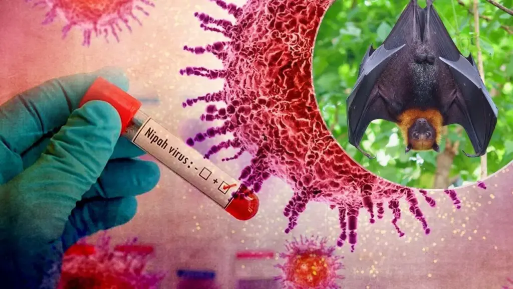 virus nipah
