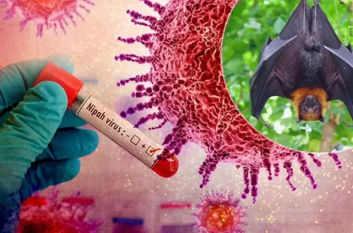 virus nipah