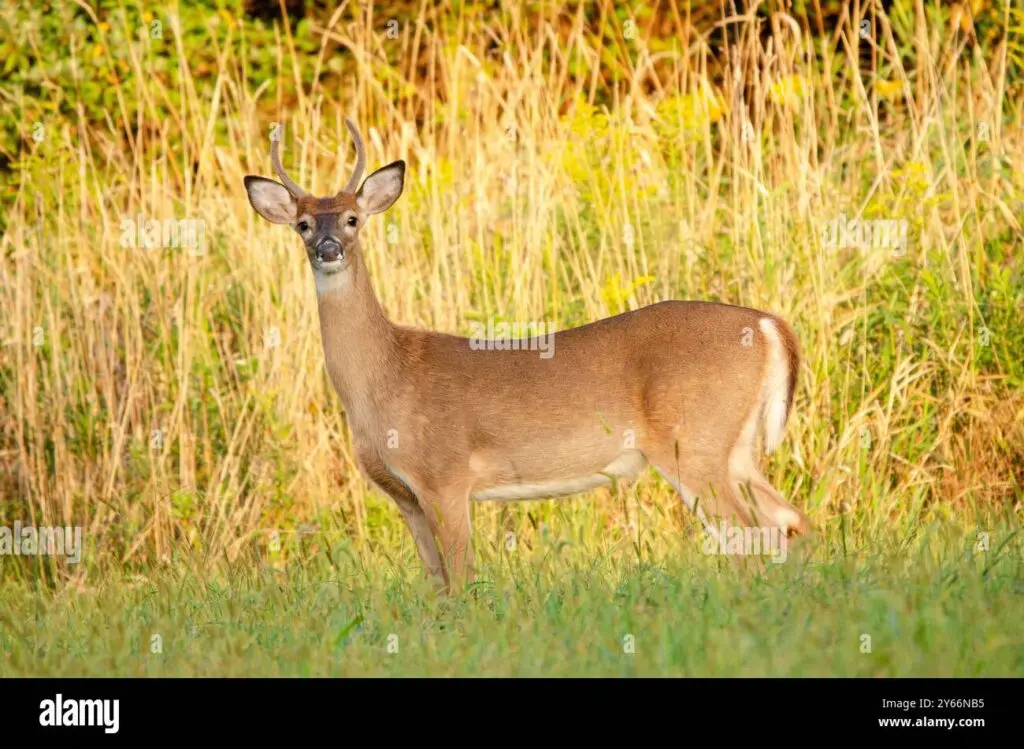 white feather hawk tail deer