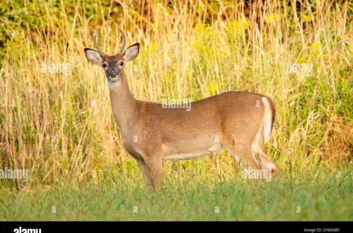white feather hawk tail deer