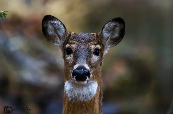 white feather hawk tail deer hunter