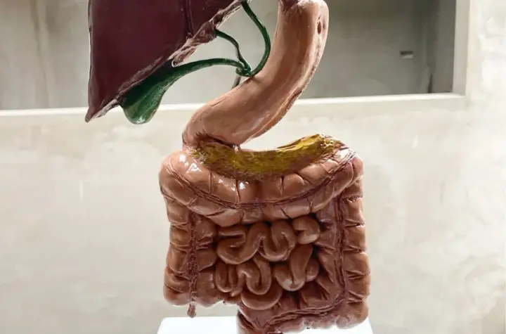 intestino — BR news