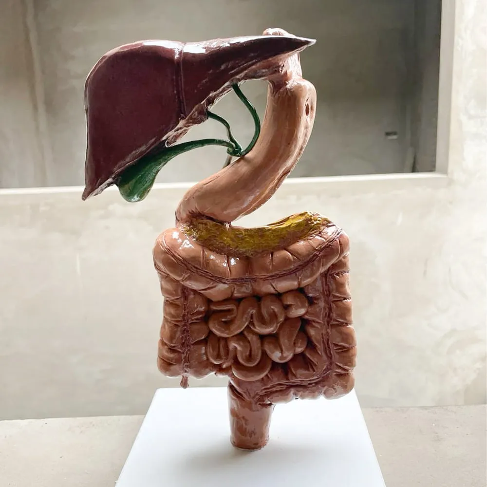 intestino — BR news