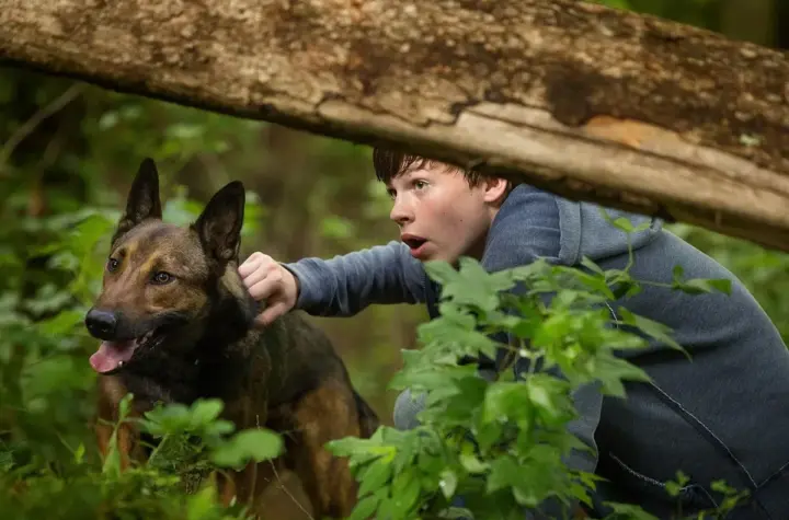 max o cão herói — BR news