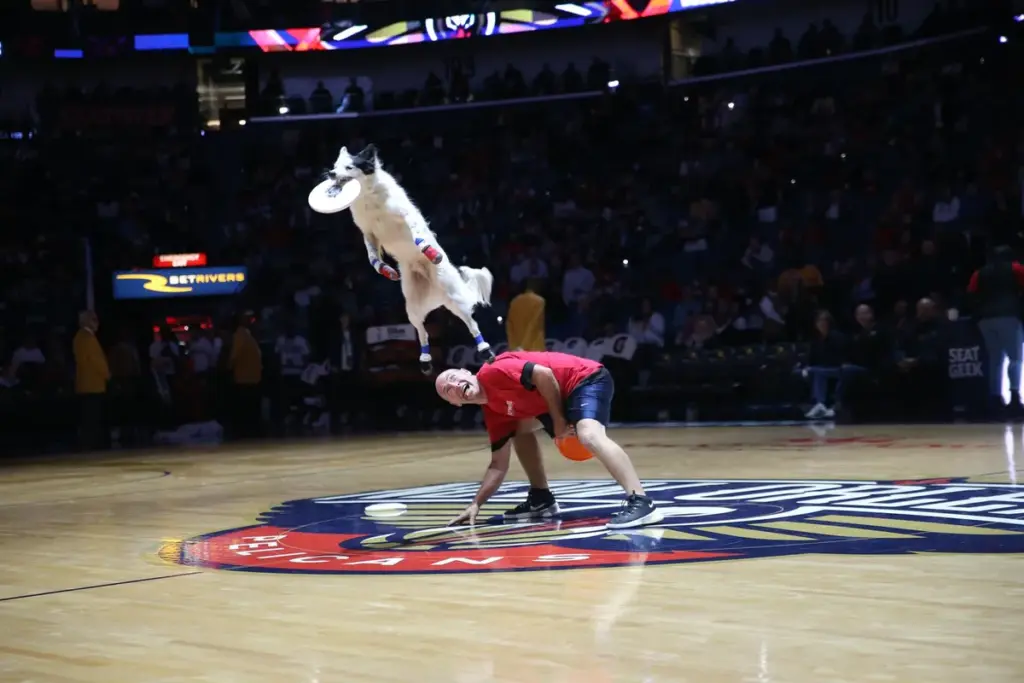 raptors x pelicans — BR news