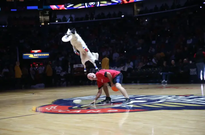 raptors x pelicans — BR news