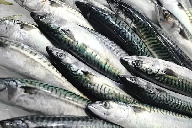 salmão — BR news