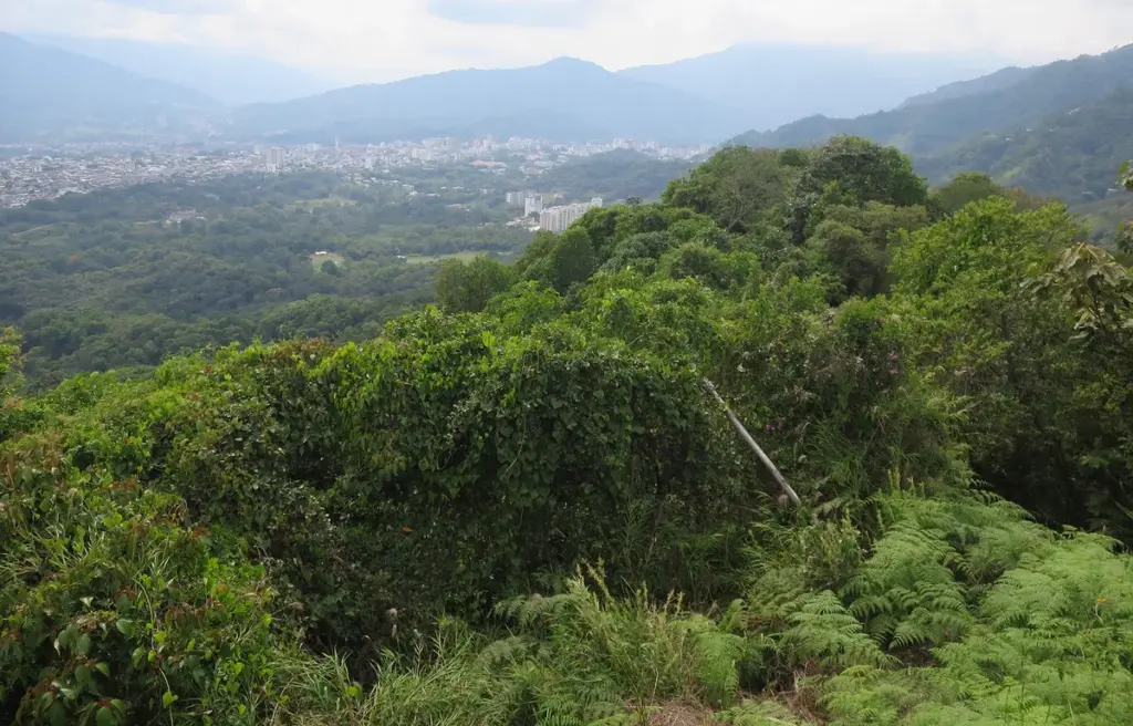 tolima — BR news