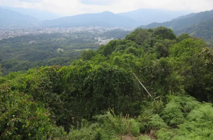 tolima — BR news