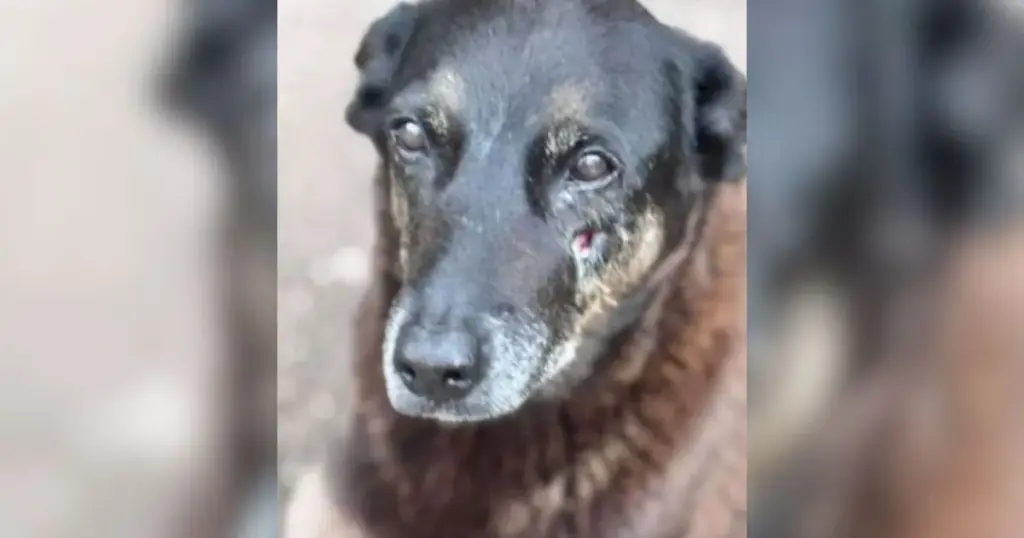 cão orelha — BR news