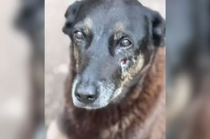 cão orelha — BR news