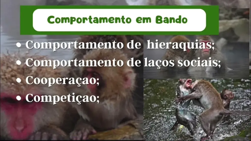 comportamento — BR news
