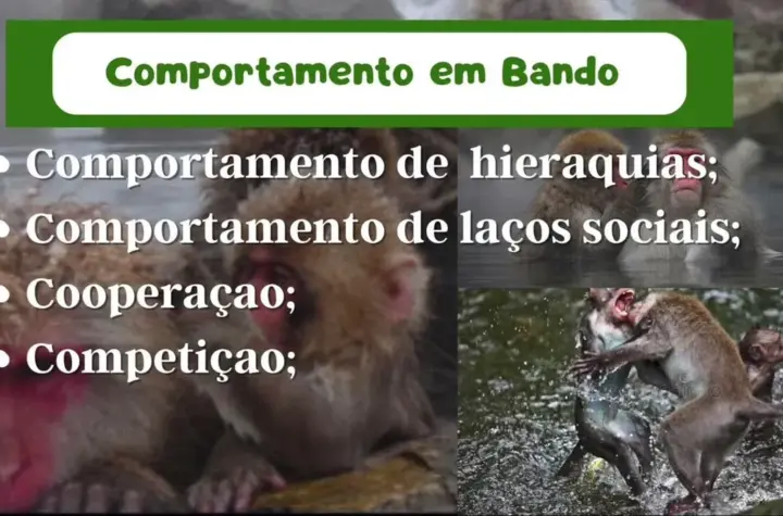 comportamento — BR news