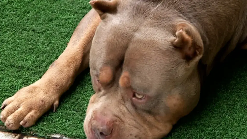 pitbull mata dona — BR news