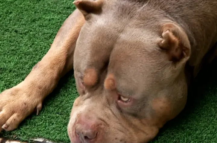 pitbull mata dona — BR news