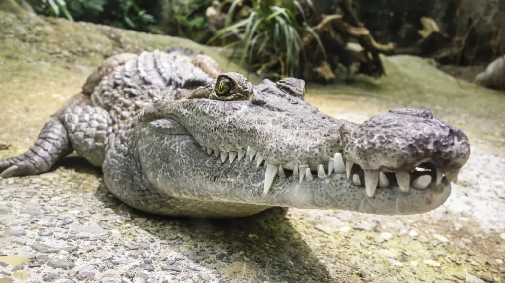 crocodilos — BR news