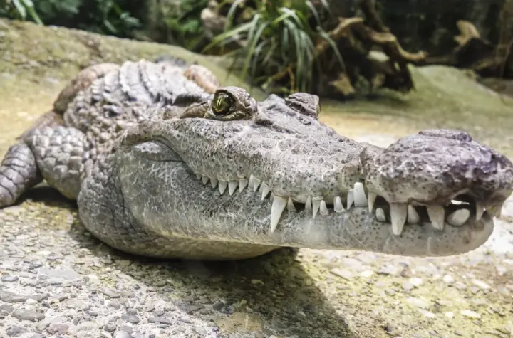 crocodilos — BR news