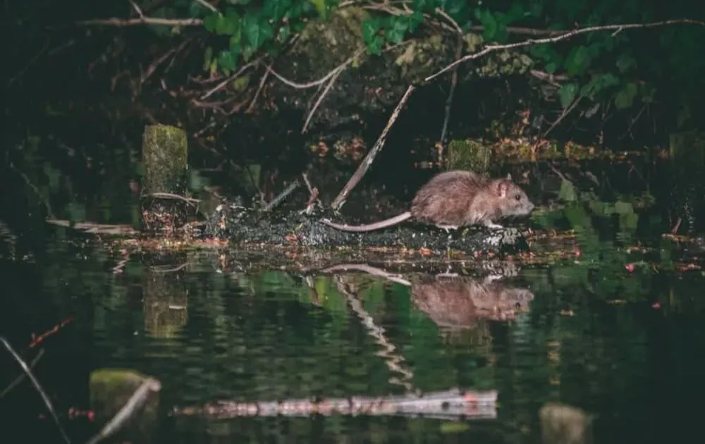 hantavirus o que é — BR news