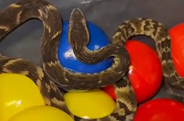 jararaca da mata — BR news