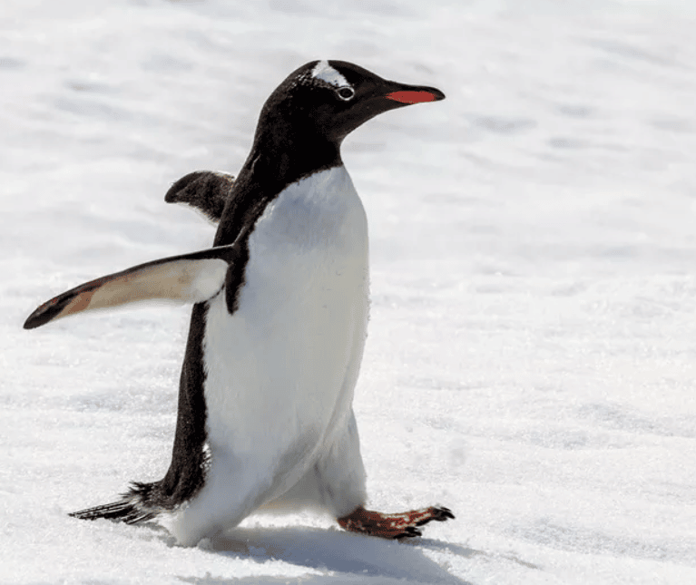 Animais em 3d Google para ver modelos em realidade aumentada image 1